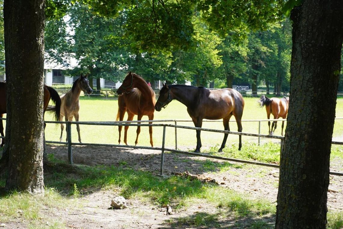 Przygotowania do aukcji na finiszu