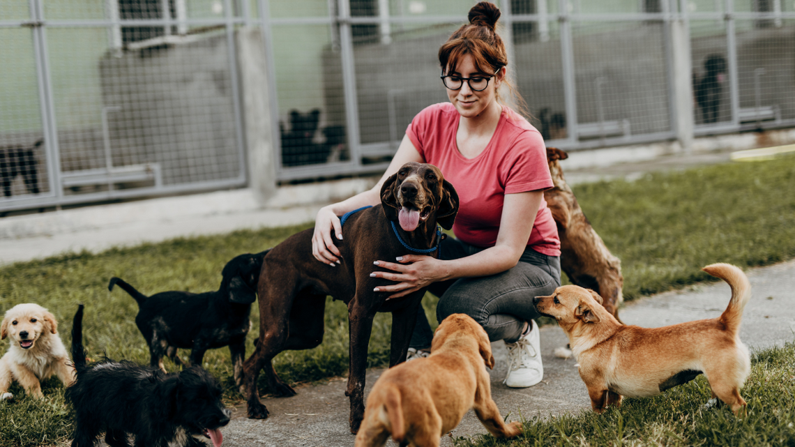 Psinder, czyli Psi Tinder