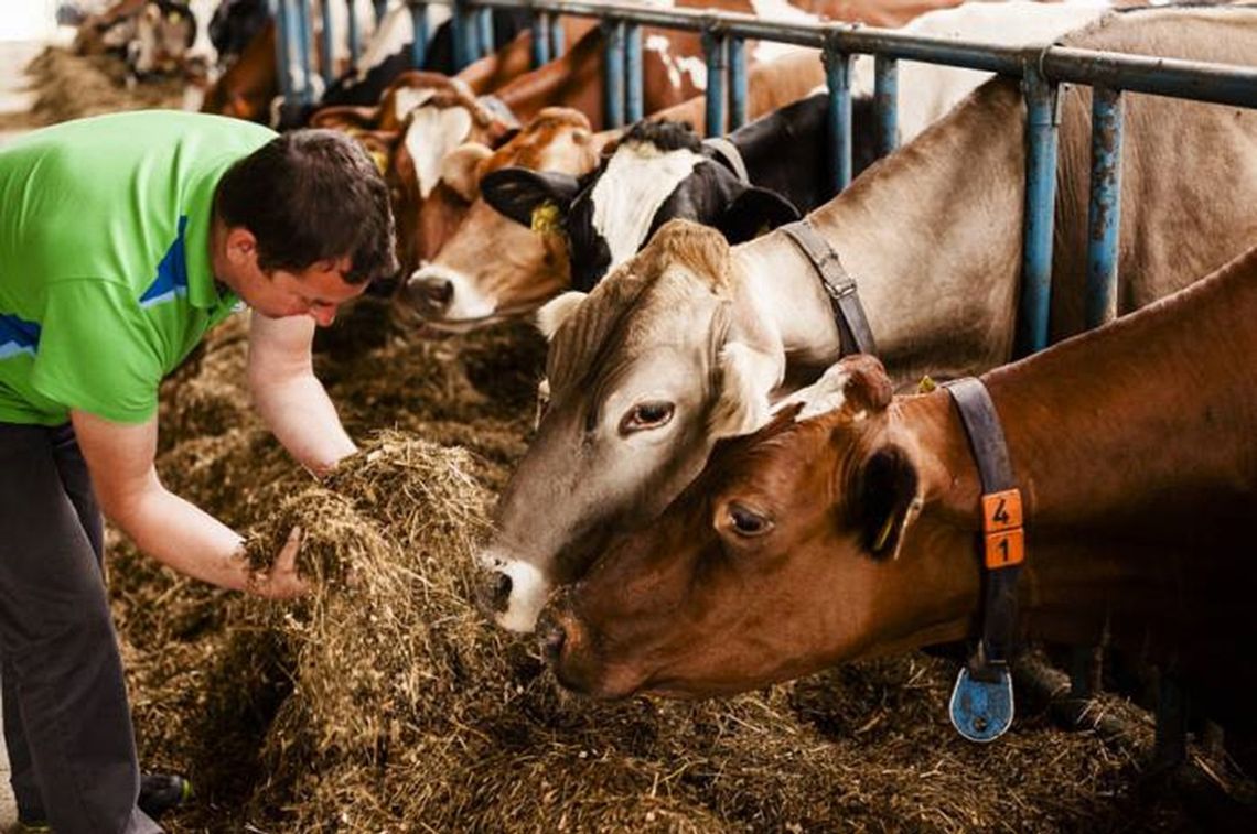 Radzyń Podlaski: Sery z mleka bez GMO