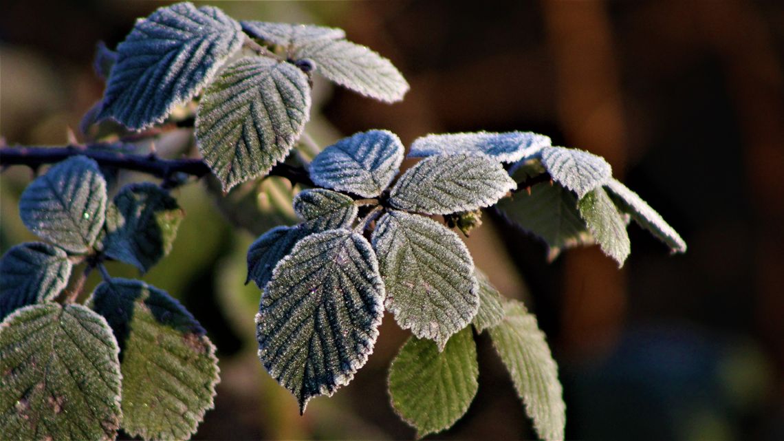 Rano "na minusie". Pogoda na środę