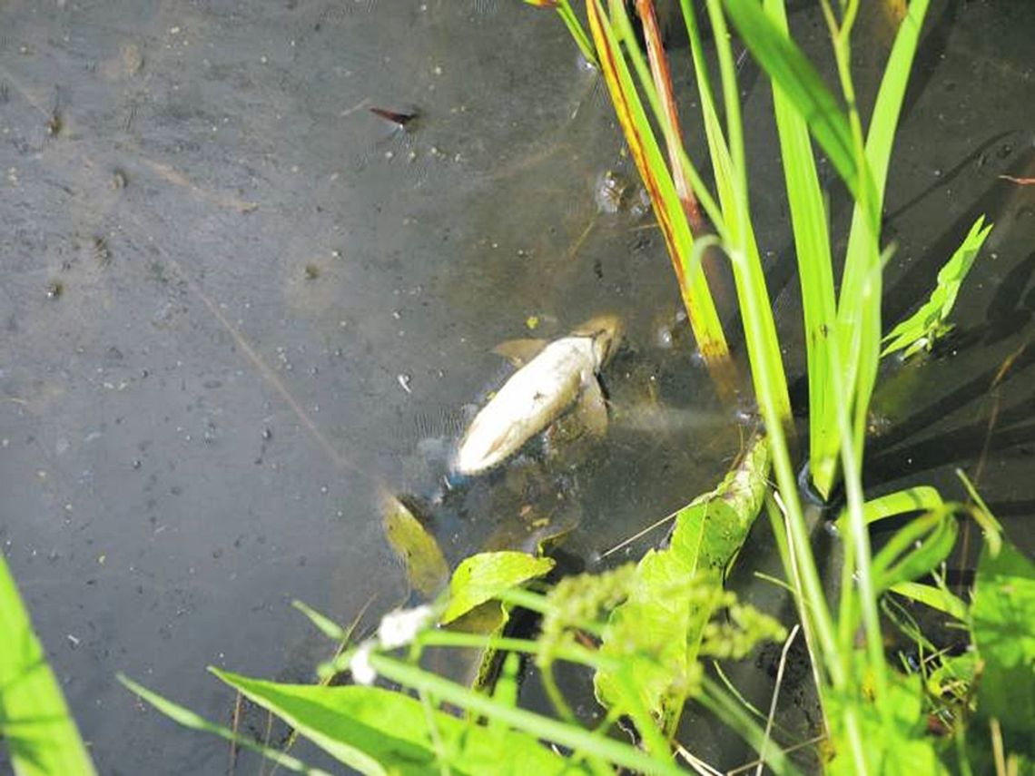 Rossosz: Martwe ryby w Muławie