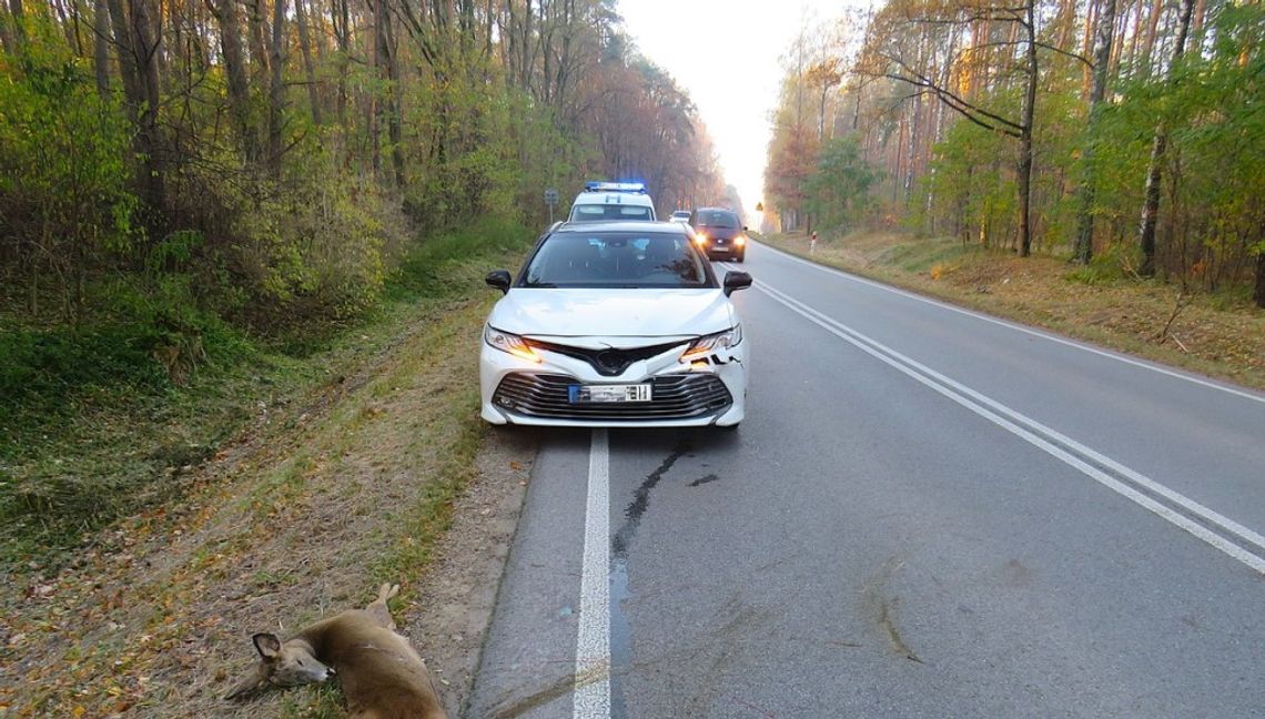 Uwaga, dzikie zwierzęta na drogach! Kierowca toyoty zderzył się z sarną