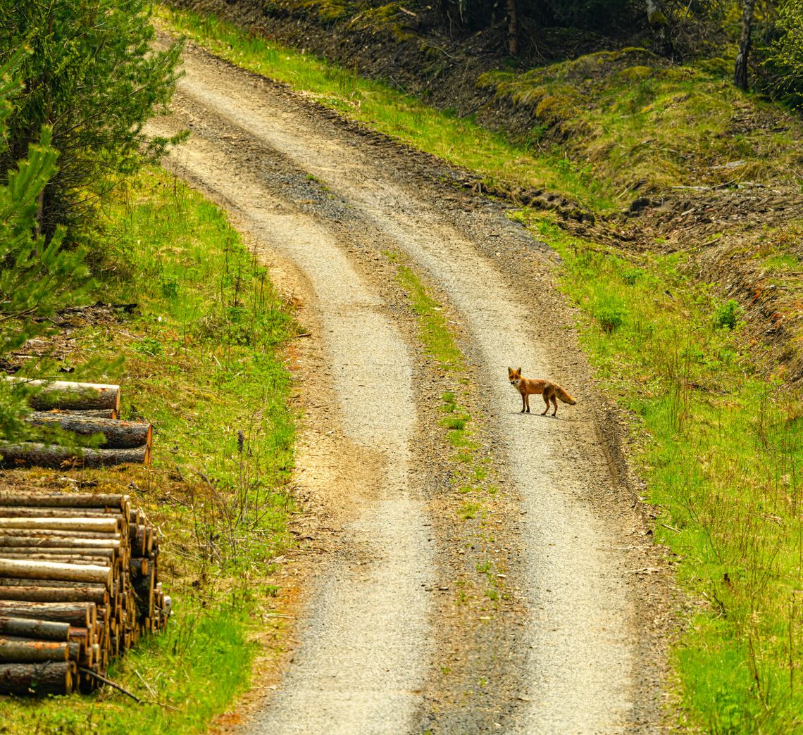 szczepienie lisy weterynaria wojewódzki inspektorat wetarynaryjny