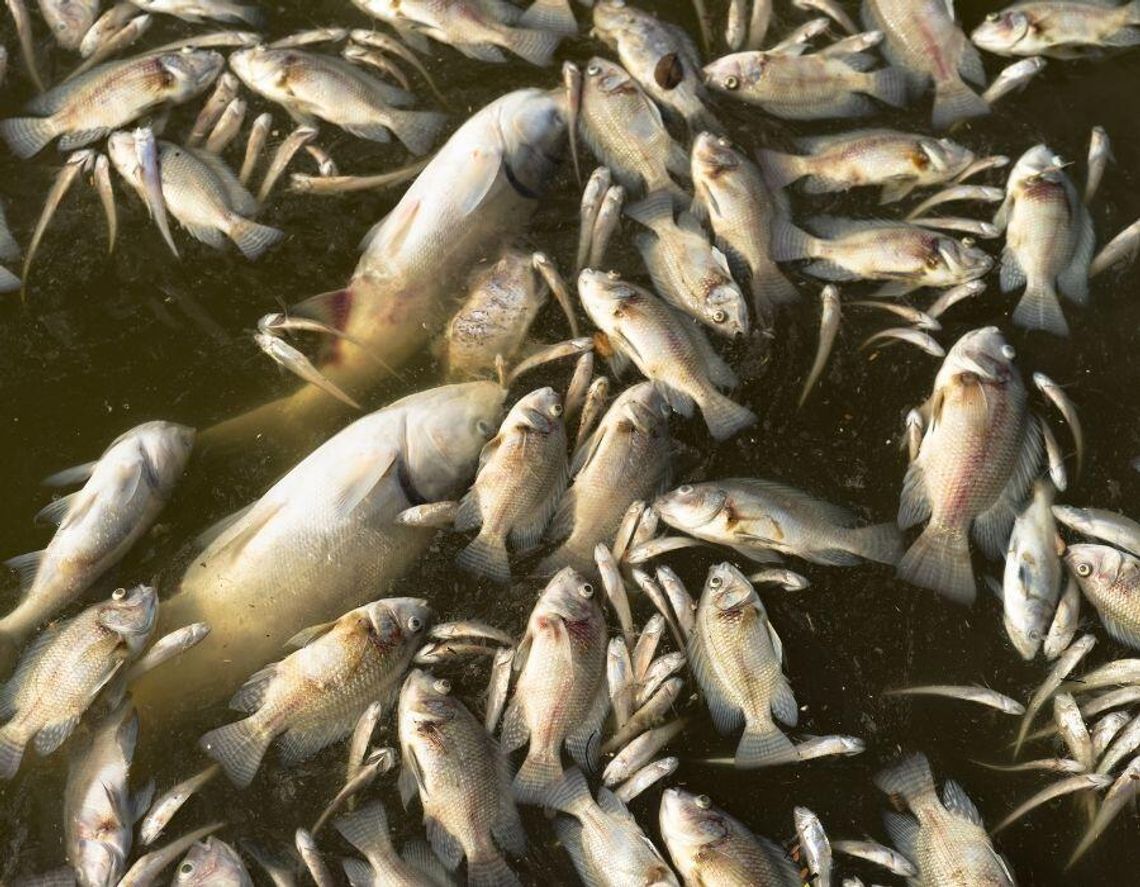 Ryby duszą się w rzekach i stawach. Pogoda sprzyjają przydusze Ryby duszą się w rzekach i stawach. Pogoda sprzyjają przydusze