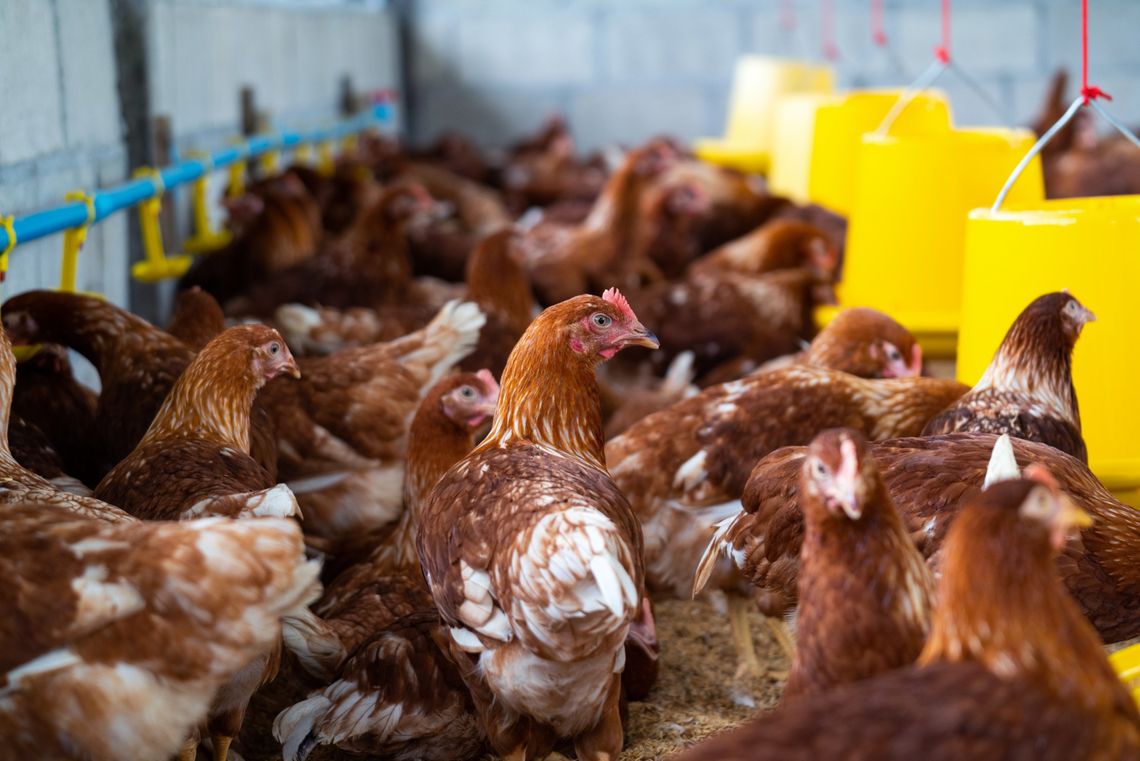 Rząd zaostrza kurs: nie będzie odszkodowań bez bioasekuracji