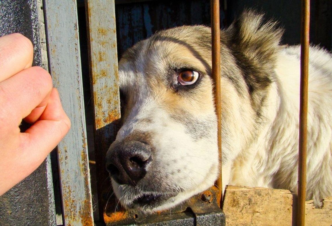 Schroniska pod ścisłym nadzorem. Państwo zaostrza kontrole Schroniska pod ścisłym nadzorem. Państwo zaostrza kontrole