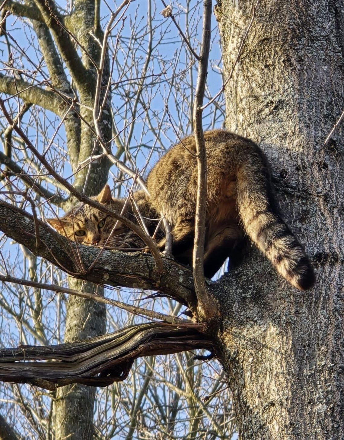 żbik kot kocur nadlesnictwo biała podlaska leśnictwo konstantynów las zaobserwowali żbika kocura