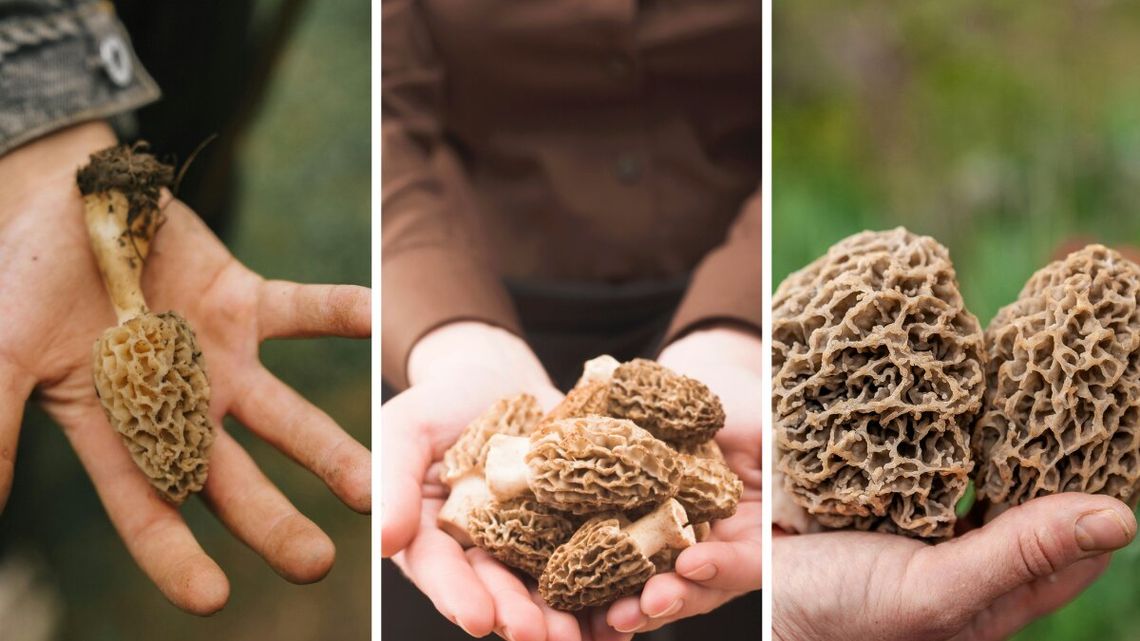 Grzybiarze ruszyli na połów