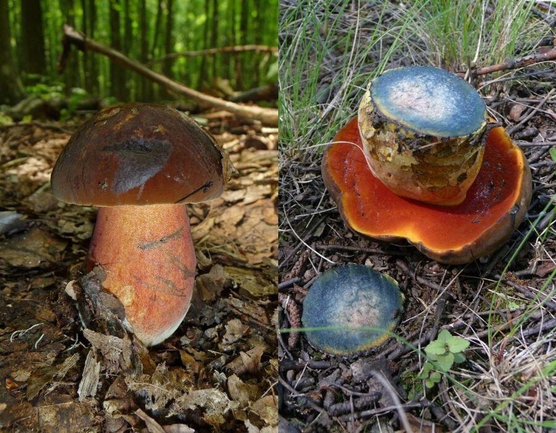 Grzybiarze czekają na niego od maja