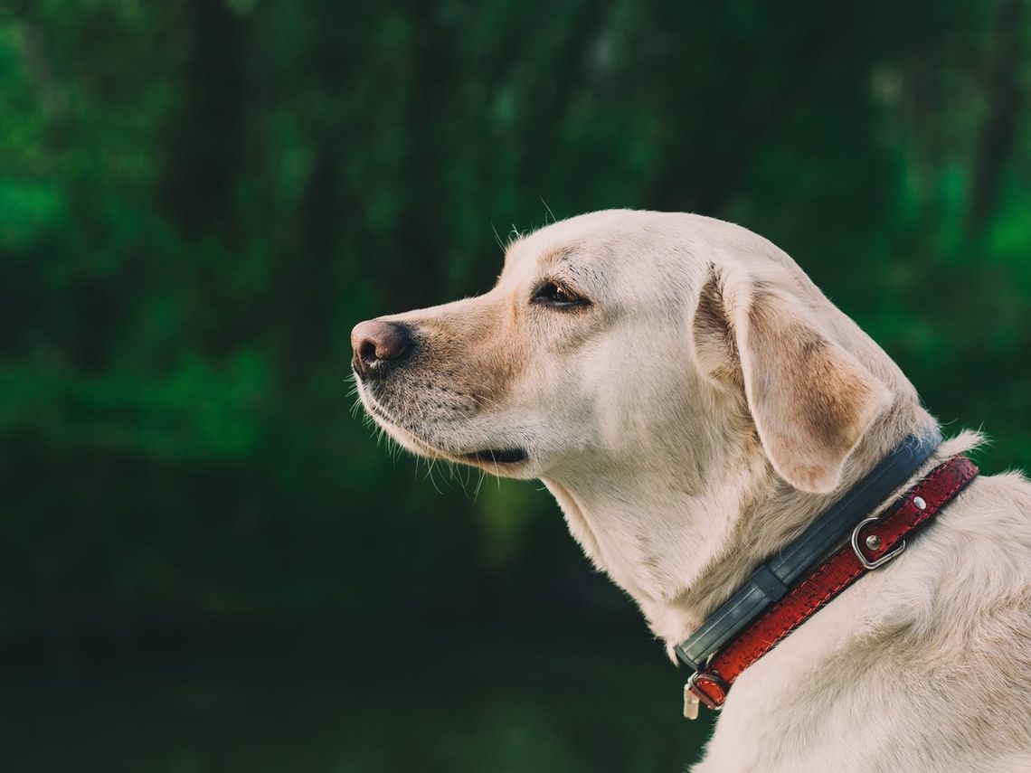 Sławatycze: Labrador pomógł wykryć papierosy