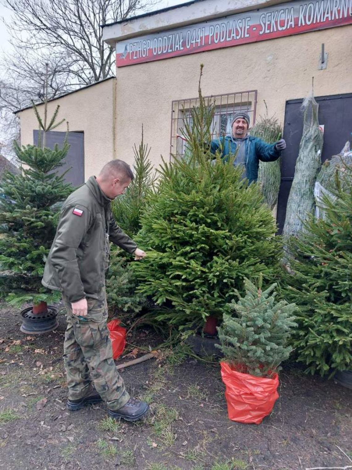 Sprzedają choinki. Akcja na rzecz chorych dzieci