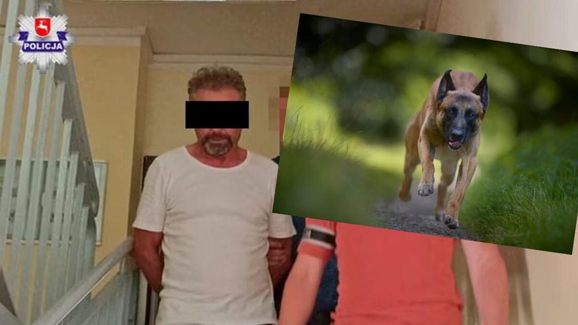 Lubelskie. Skazany za to, że owczarki belgijskie zagryzły rowerzystę