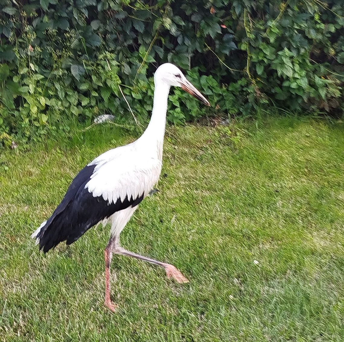 Strażacy z Sosnowicy na ratunek bocianowi!