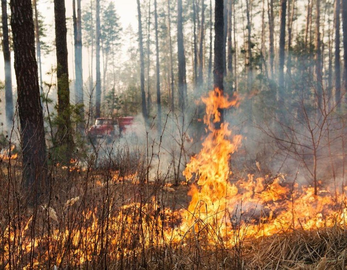 Kraj. Susza uderza w Polskę. Lasy już odczuwają skutki