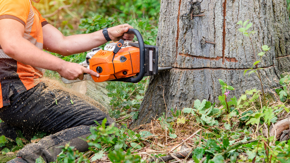 Szybciej usuniesz drzewo z własnej działki. Jest konkterna propozycja
