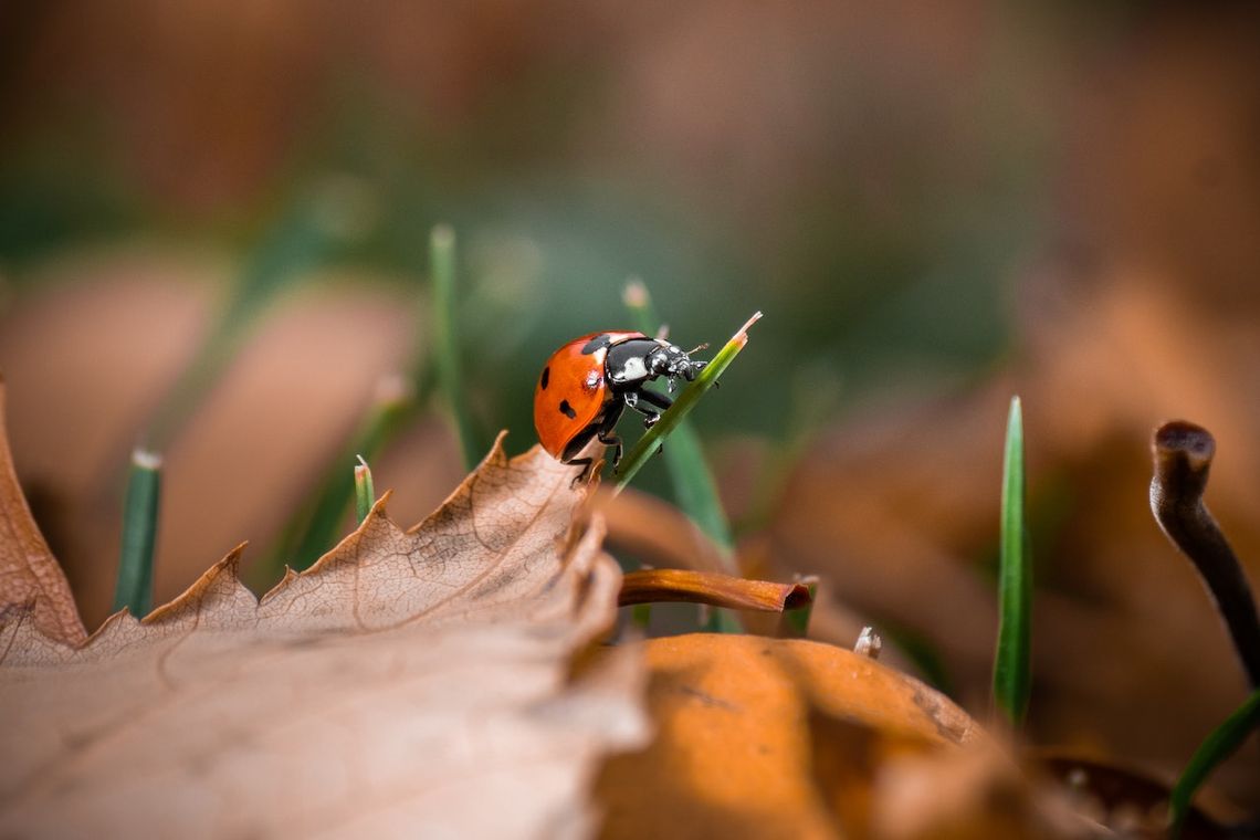 Tam, gdzie piękno tkwi w zbliżeniu – o sztuce makrofotografii