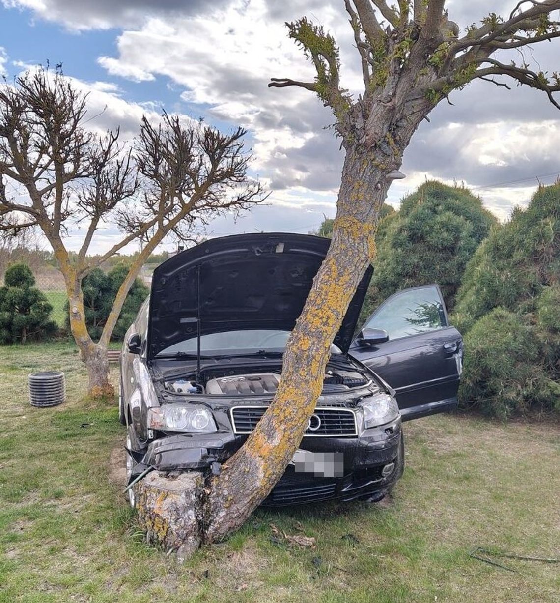 Tchórzew. Uderzył w drzewo i uciekł do domu. Był pijany