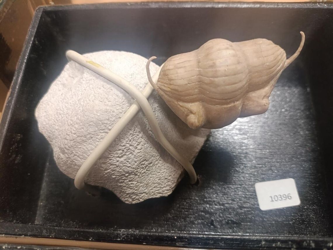 Terespol. Próbował przemycić skamieniałości najstarszych organizmów zwierzęcych na Ziemi [ZDJĘCIA]