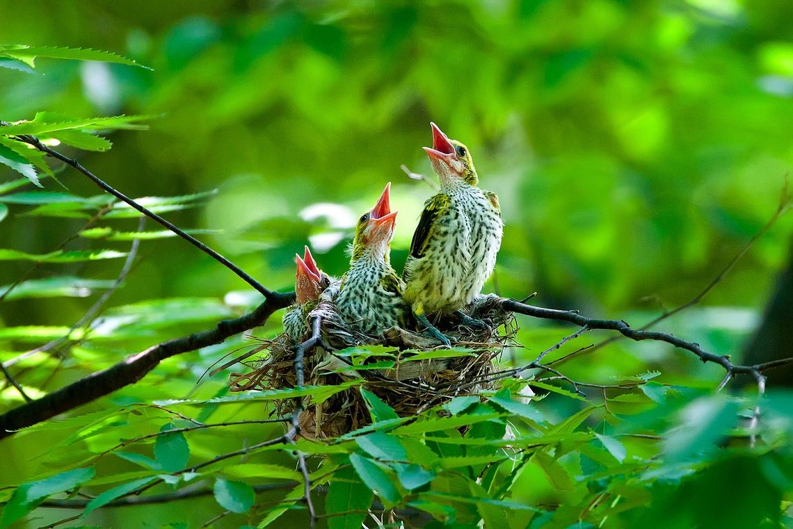 To będzie piknik edukacyjny dla miłośników przyrody