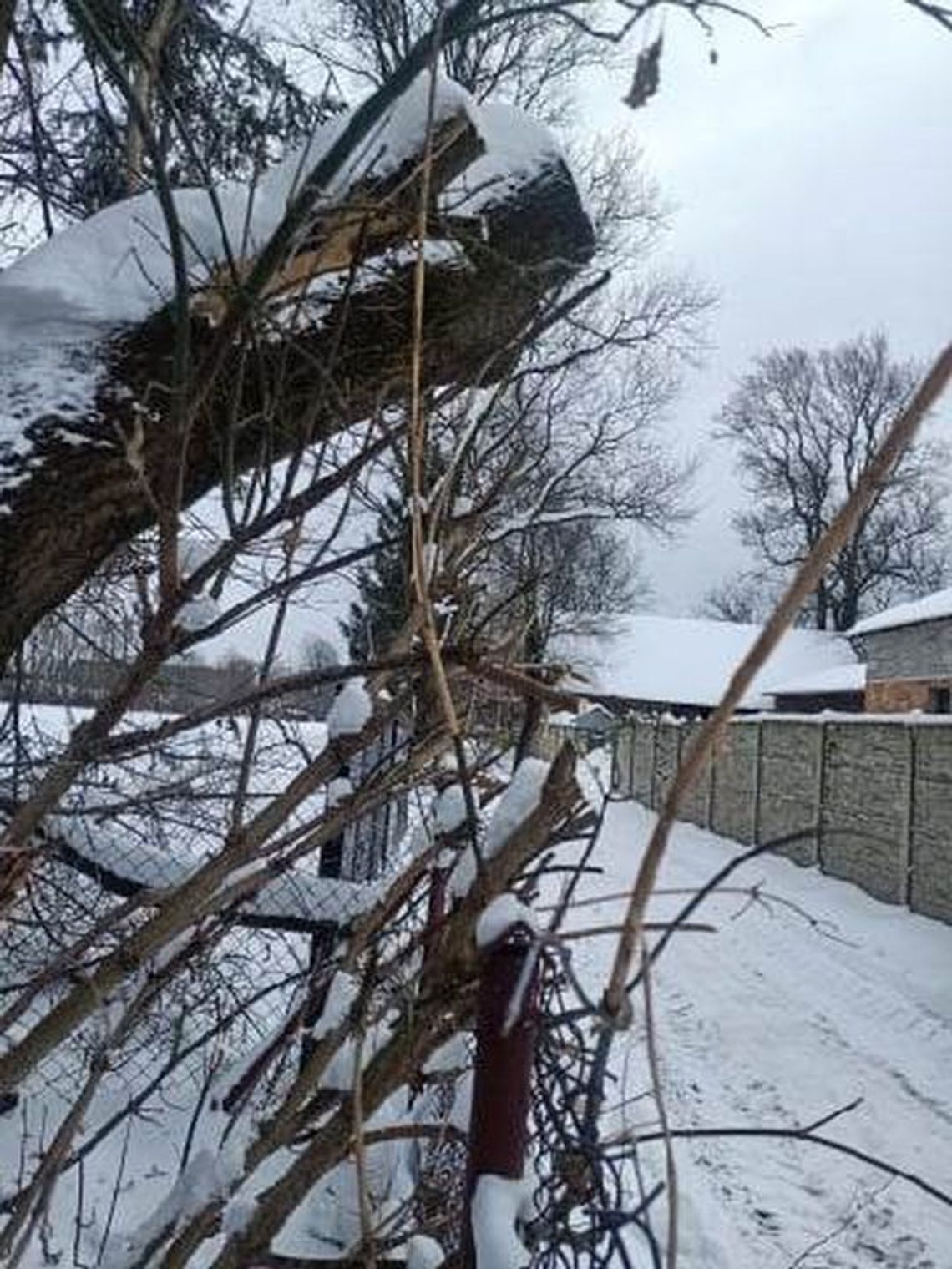 To drzewo miało dawać radość. Stało się kością niezgody