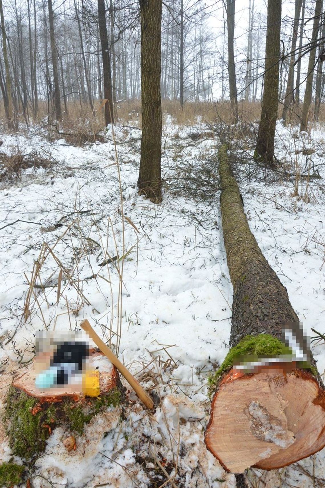 Tragedia w lesie. Nie żyje 66-letni mężczyzna