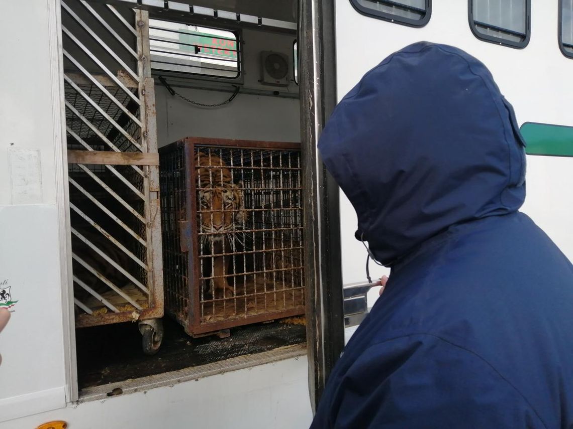 Tygrysy utkwiły na granicy w Koroszczynie