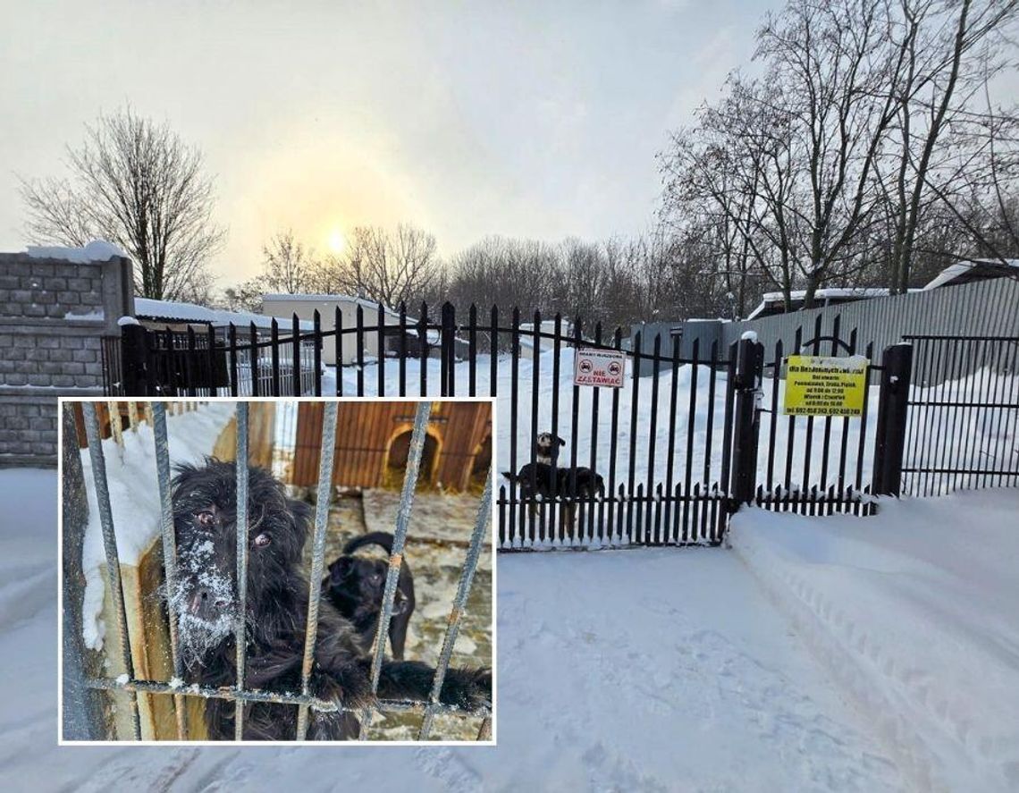 W Chełmie niespełna 350 tys. zł, w Białej Podlaskiej znacznie więcej. Tak samorządy finansują schroniska