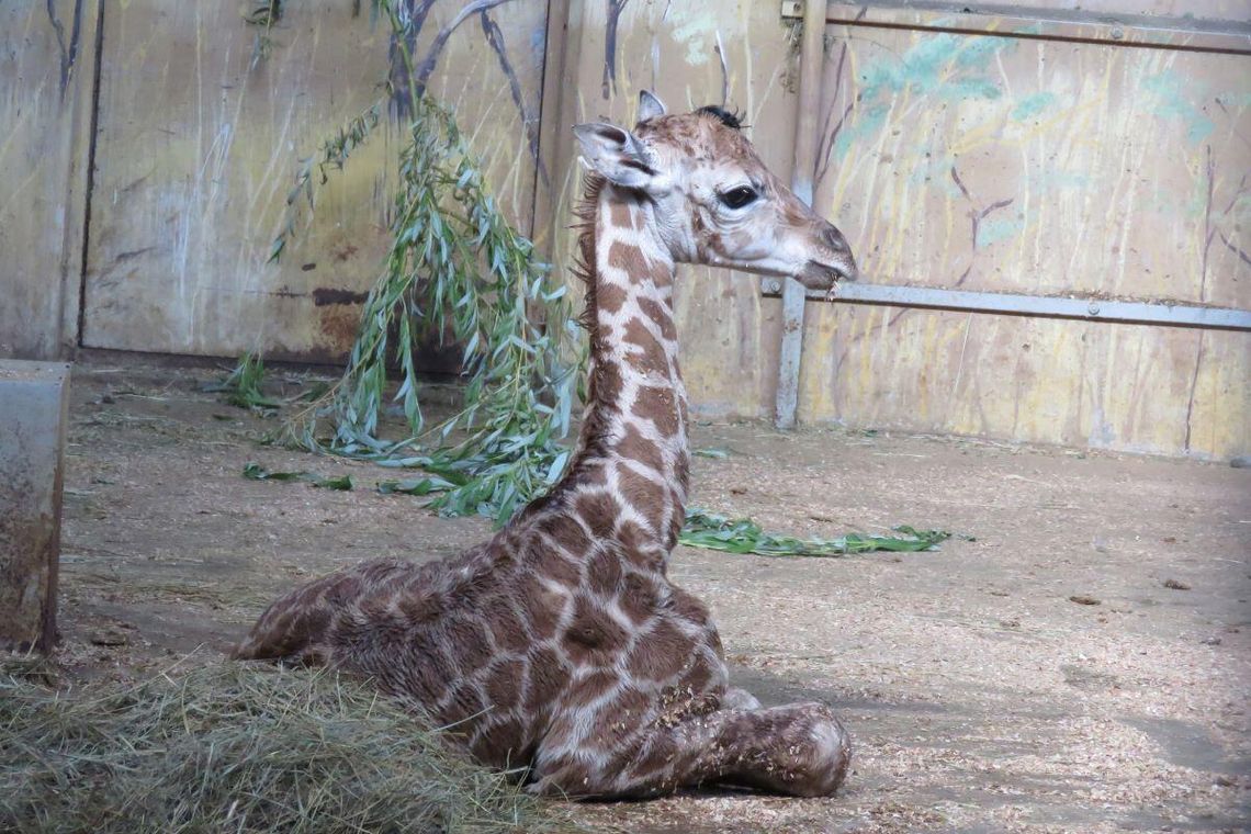 W zamojskim zoo na świat przyszła żyrafa! Maluch ma 1,70 m i waży 70 kg (ZDJĘCIA)