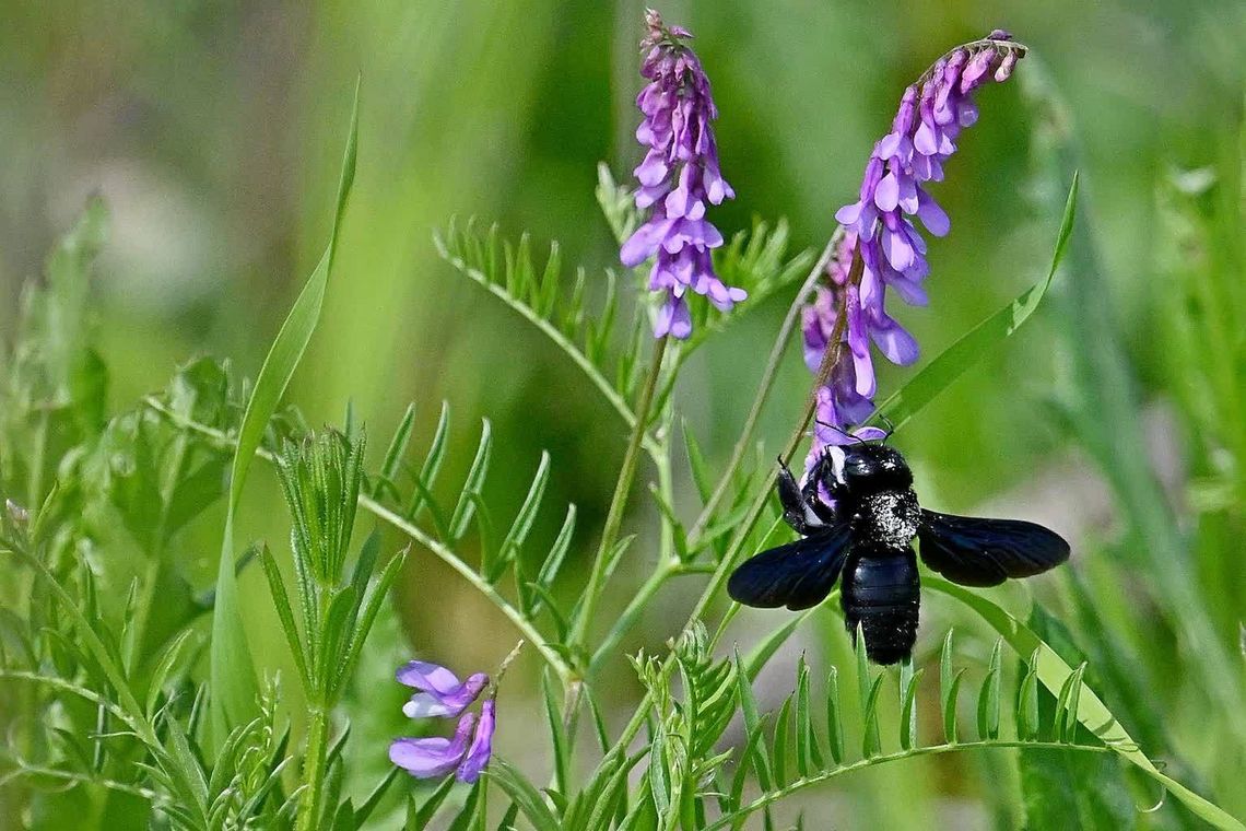 Lubelskie. Zaobserwowano ściśle chronioną czarną pszczołę