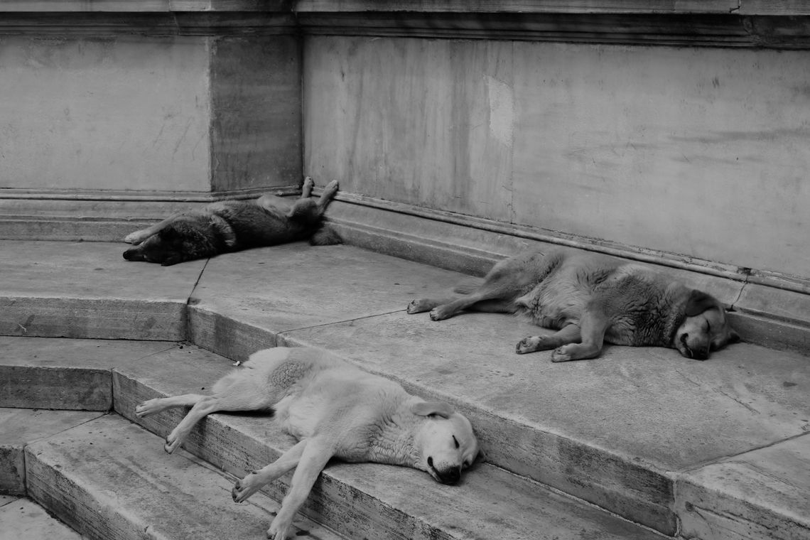 „Zdzierał skóry przy ulicy Łukowskiej”. O czyścicielu z Międzyrzeca Podlaskiego „Zdzierał skóry przy ulicy Łukowskiej”. O czyścicielu z Międzyrzeca Podlaskiego