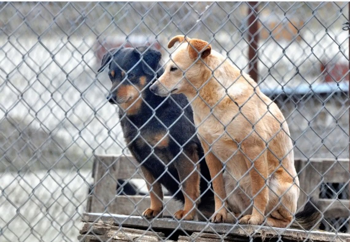 Więźniowie zajmą się psami. Zakład karny podpisał umowę z "Azylem"