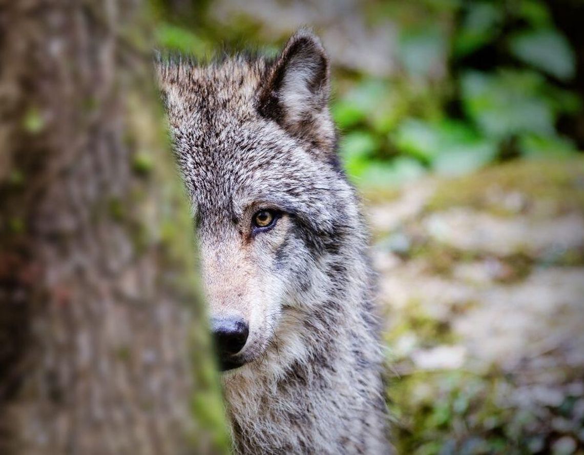 Powiat bialski. Wilki coraz bliżej ludzi
