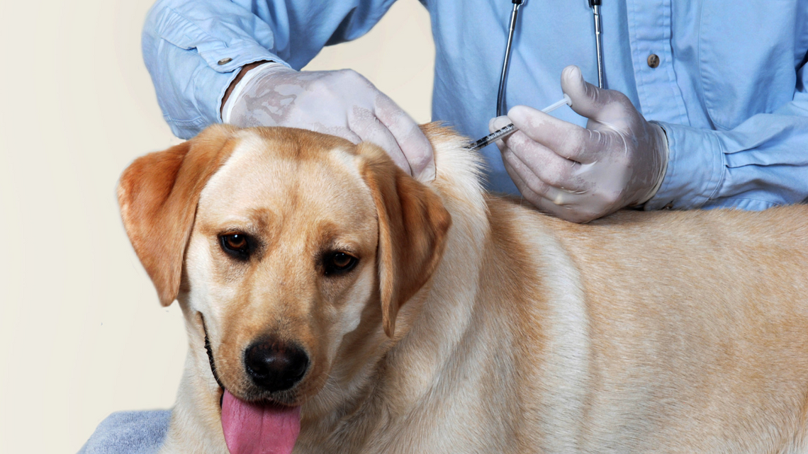 Właściciele psów do kontroli Właściciele psów do kontroli