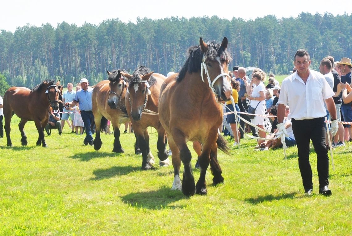 Wojewódzka wystawa koni zimnokrwistych