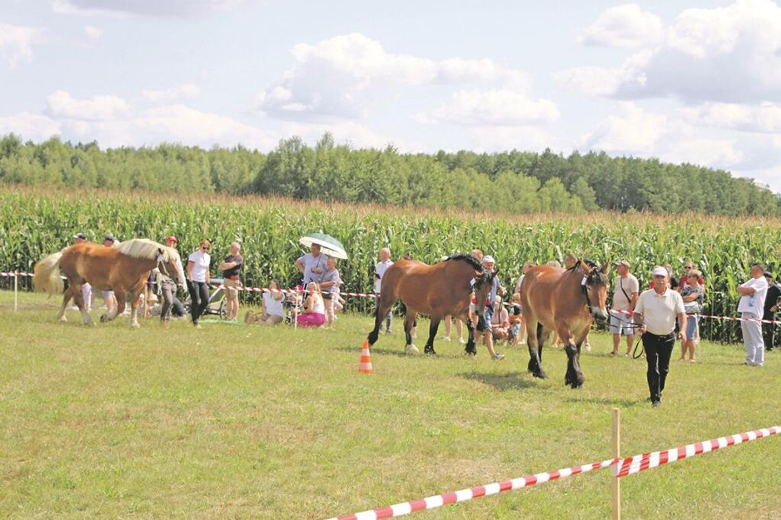 Wojewódzka Wystawa Koni Zimnokrwistych w Tucznej Wojewódzka Wystawa Koni Zimnokrwistych w Tucznej