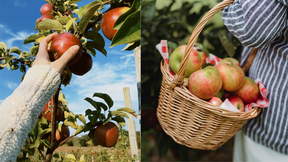 Wojsko nie zabierze ogrodów działkowych