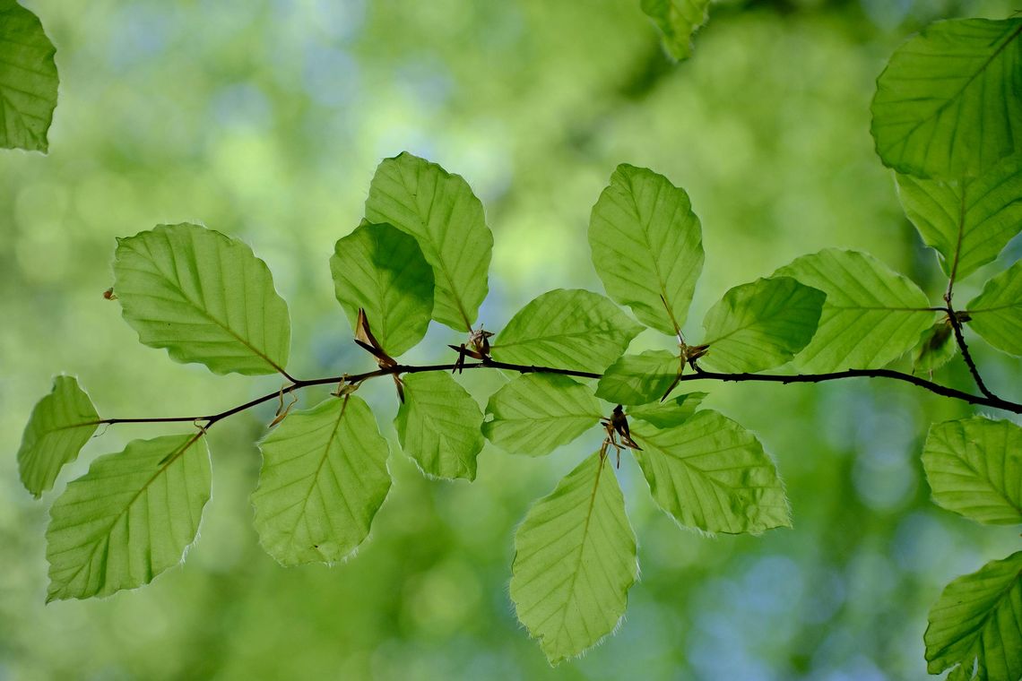 Wspólne sadzenie drzew w Łosicach. Powstanie bukowy las Wspólne sadzenie drzew w Łosicach. Powstanie bukowy las
