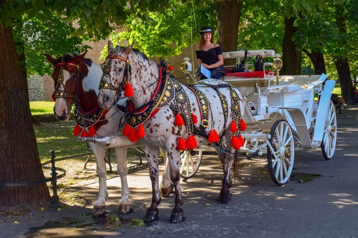 Janów Podlaski. Taxi bryczka, wieża widokowa i usługi przewodnika