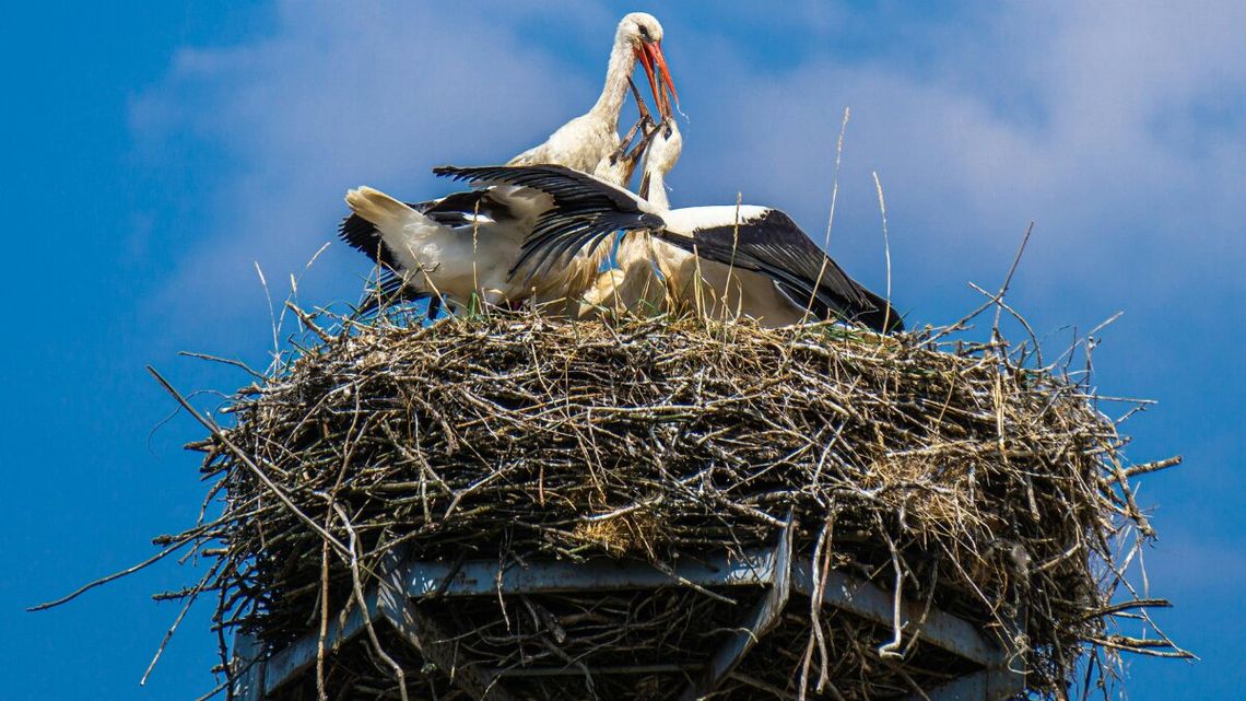 Zaczął się ruch w bocianich gwiazdach. Po zimie wracają do Polski