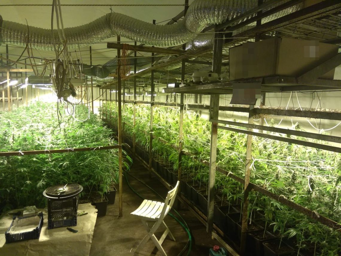 Zamiast pieczarek uprawiali marihuanę