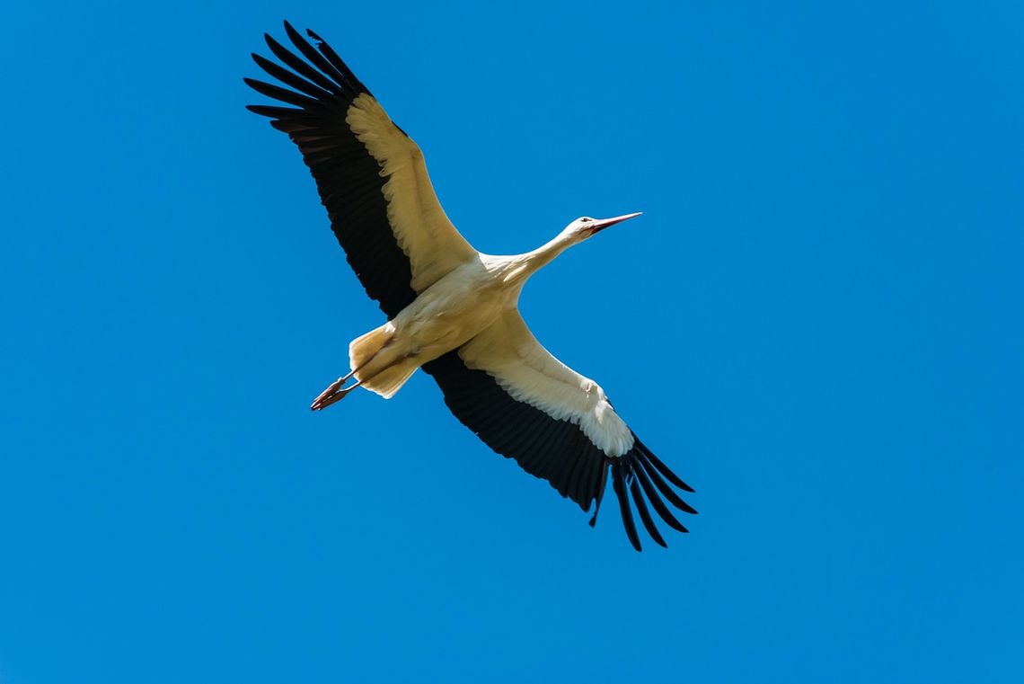 Zbysia przerwała milczenie! Wielki sprint przez Egipt i 1400 km w skrzydłach