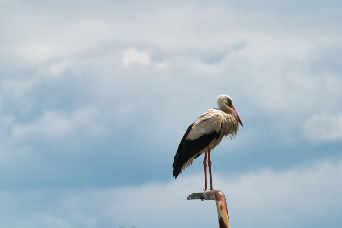 Zbysia w Ukrainie. Wichura w Polsce krzyżuje plany powrotu