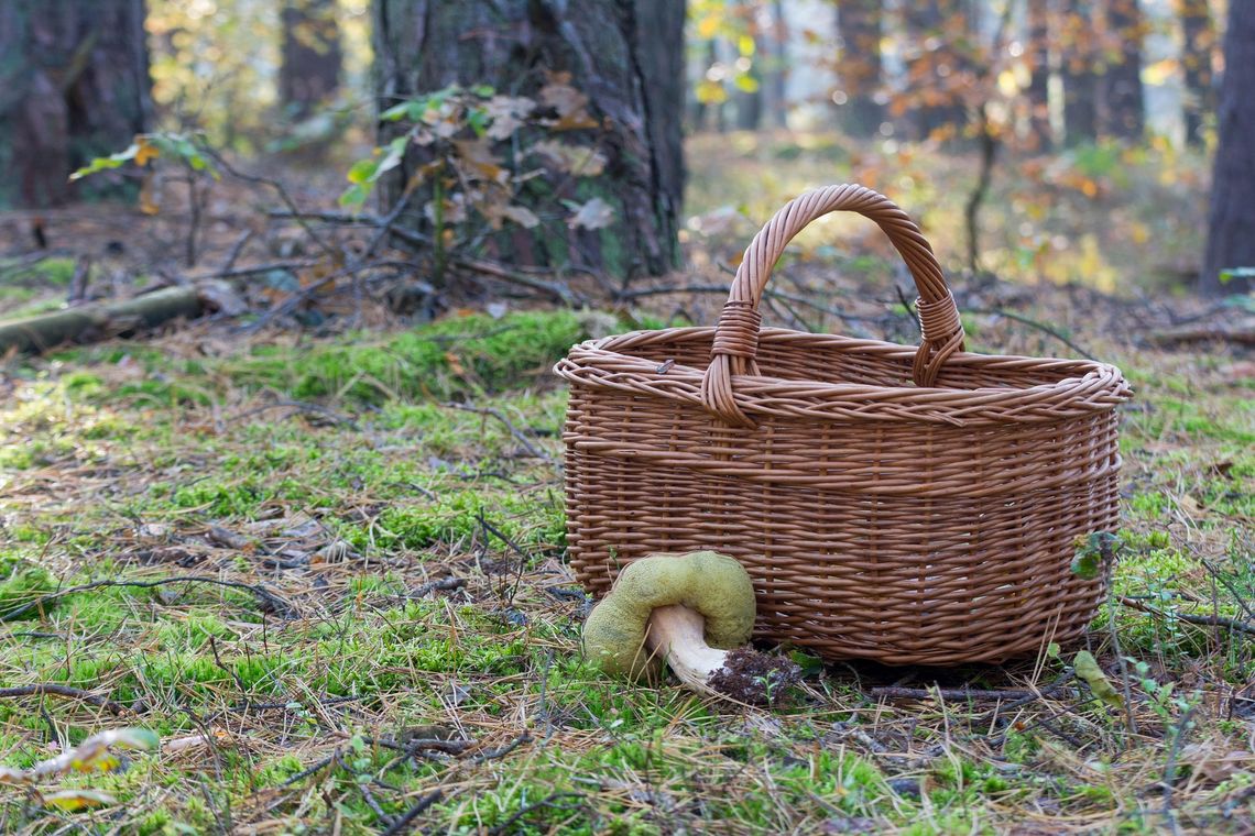 Zgubił się w czasie zbierania grzybów. Odnaleźli go w lesie o poranku Zgubił się w czasie zbierania grzybów. Odnaleźli go w lesie o poranku