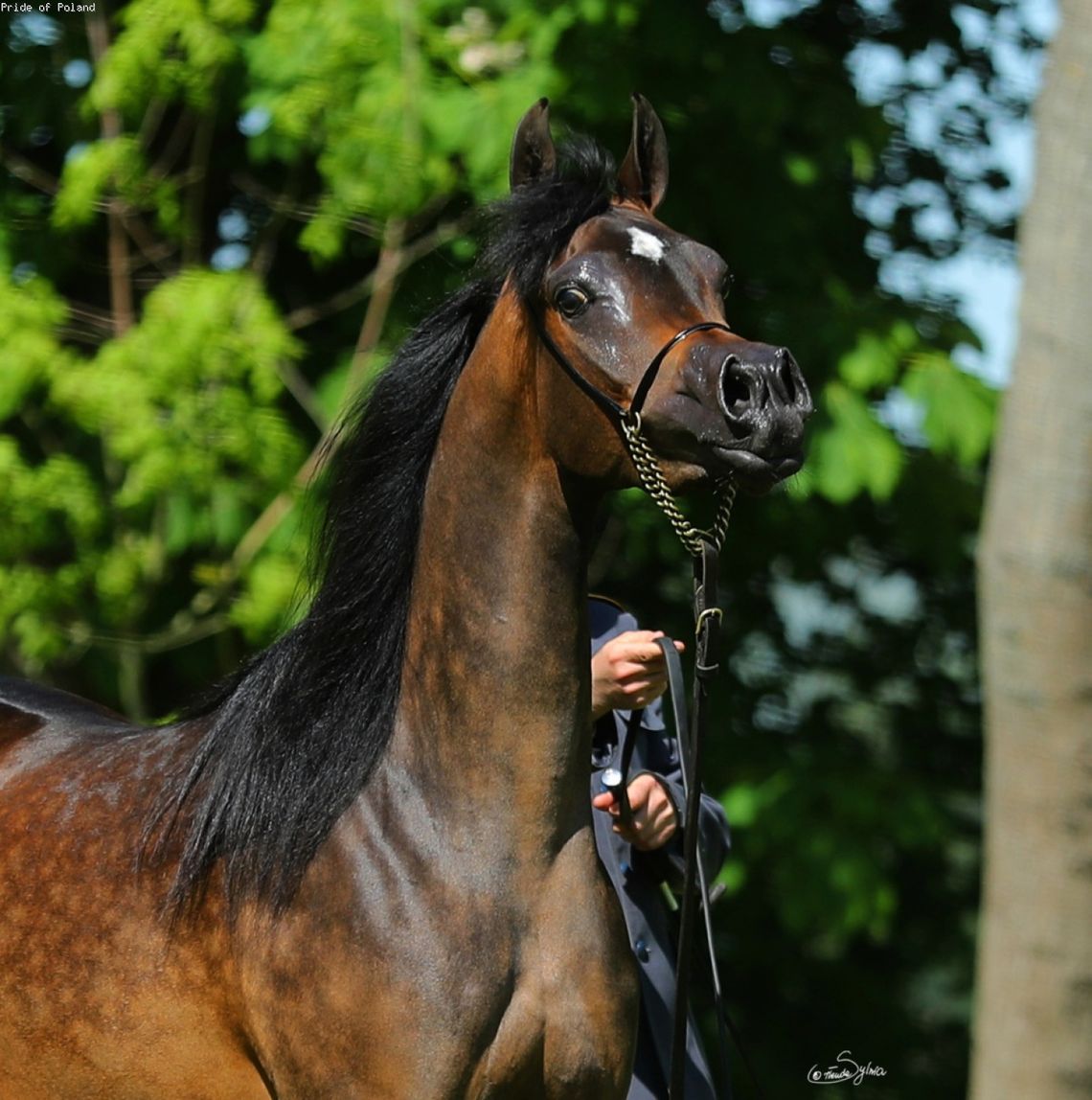Znamy listę koni na tegoroczną aukcję Pride of Poland