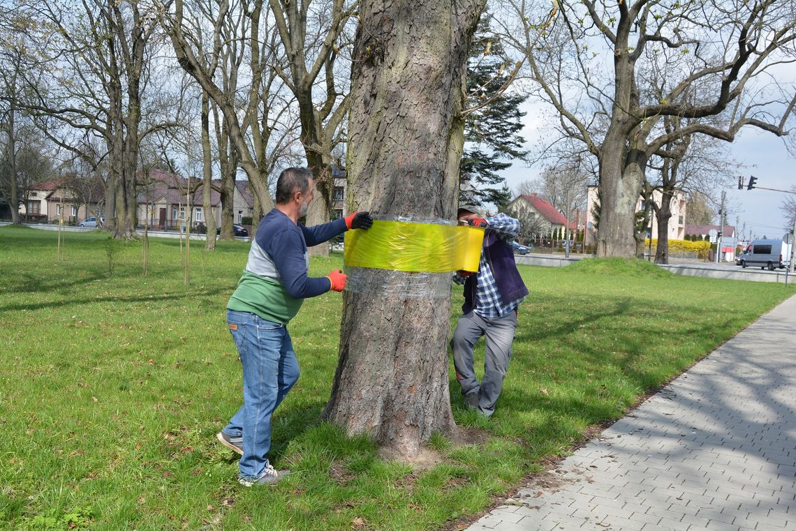 Żółte opaski na drzewach. To ochrona przed szkodnikami