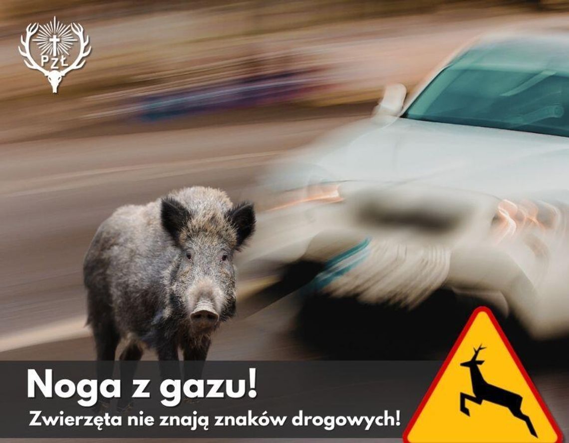 Zwolnij, zanim z lasu wyskoczy sarna