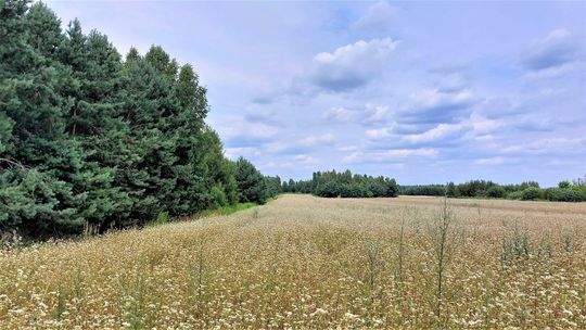 Stary Sławacinek - Działki sprzedaż - (42789/3877/OGS)