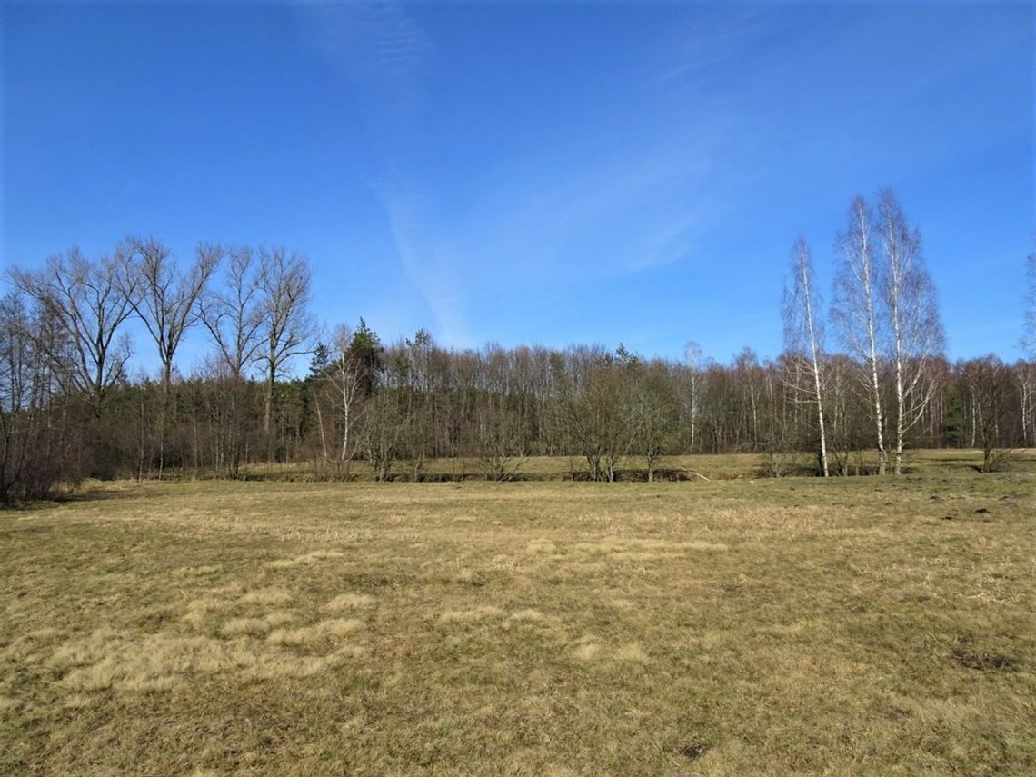 Łąka i las w Cieleśnicy Łąka i las w Cieleśnicy