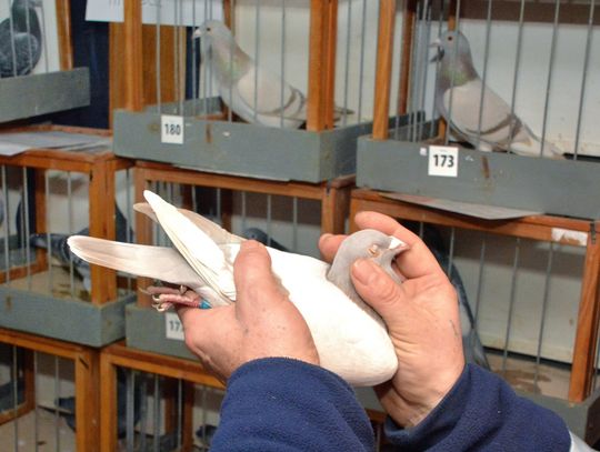 Wystawa gołębi w Rakowiskach