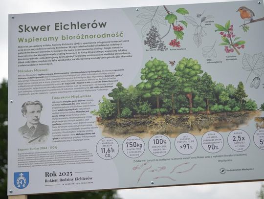 Zasadzili mikrolas na skwerze Rodziny Eichlerów [GALERIA ZDJĘĆ]